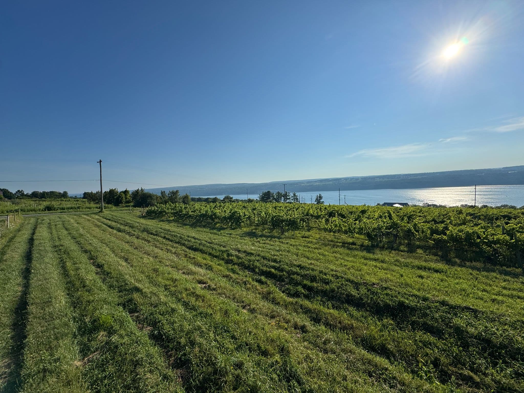 The vineyard rows sloping toward Seneca Lake in summer.