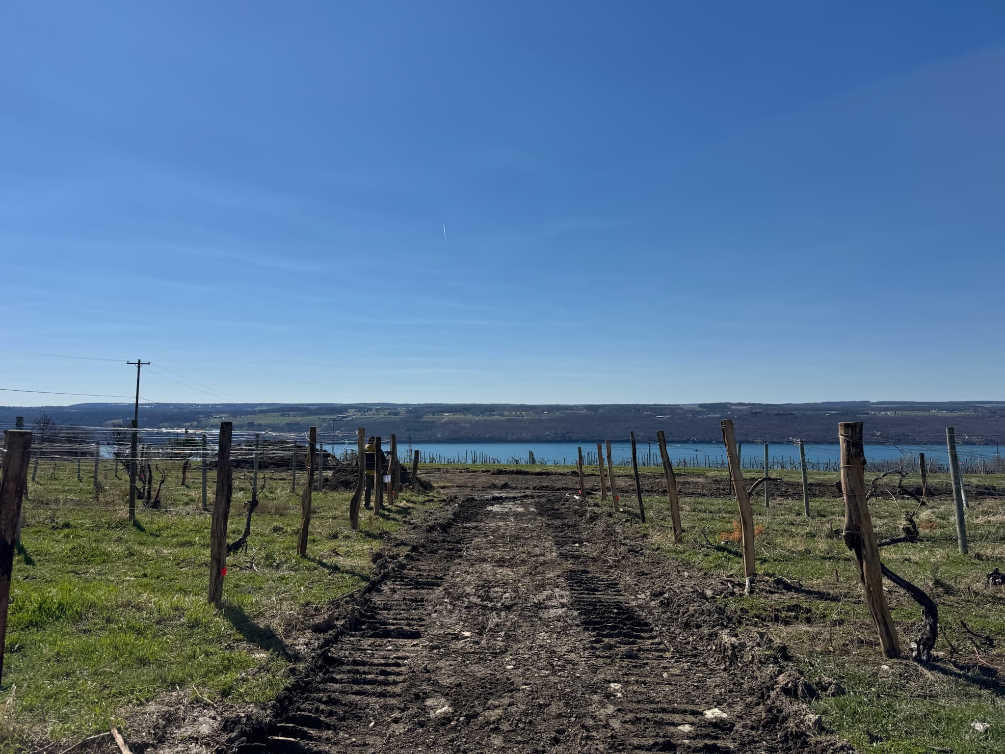 The vineyard being replanted above Seneca Lake.